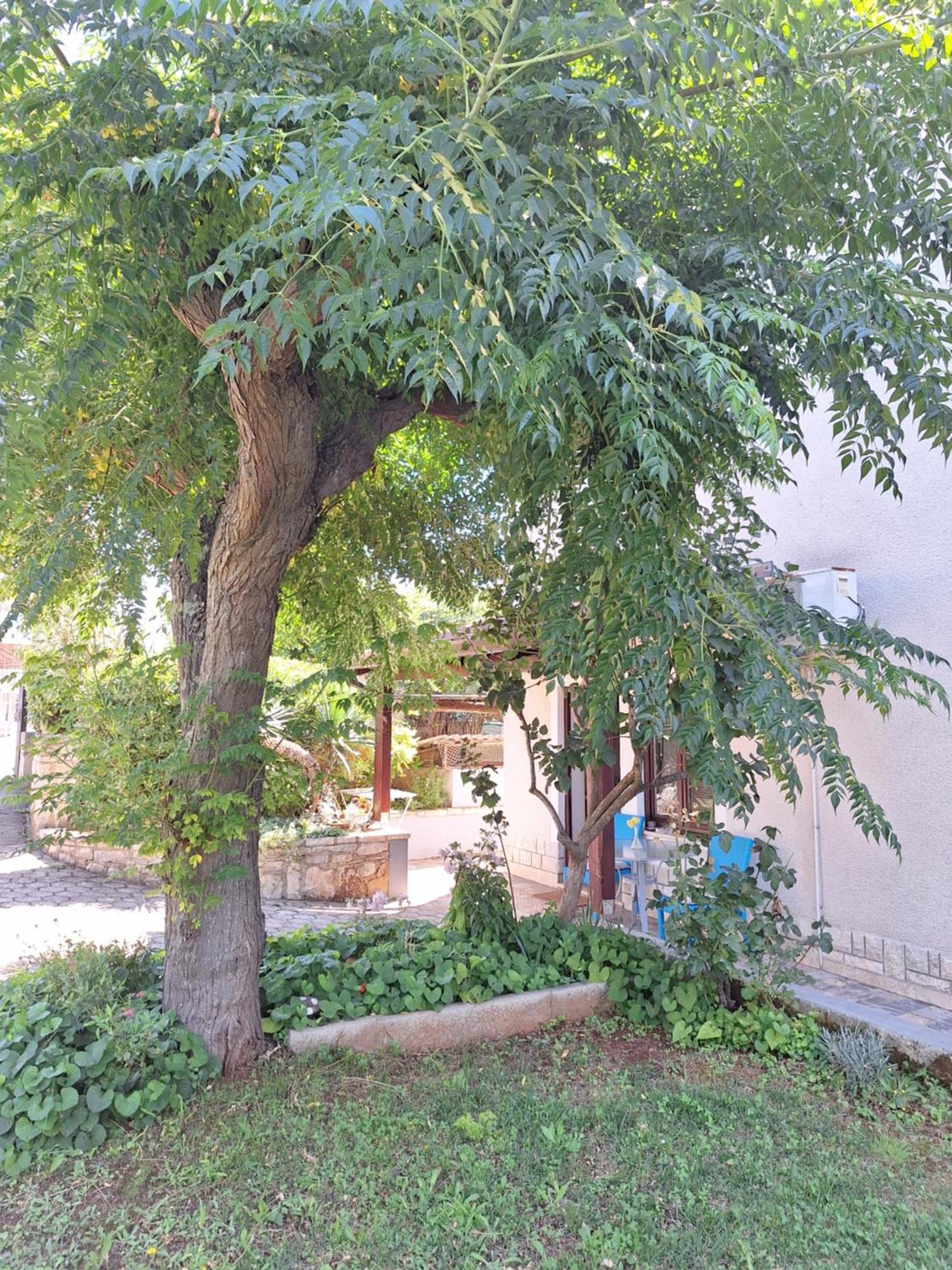 Apartments Reinić Novigrad Istria Exterior foto